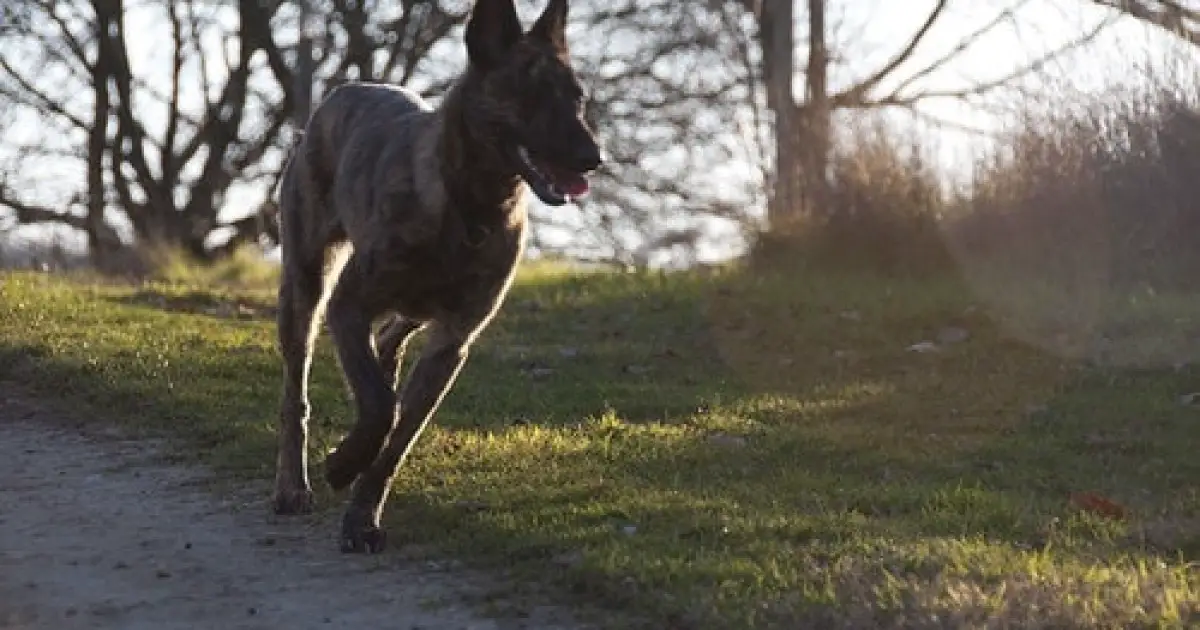 The Dutch Shepherd