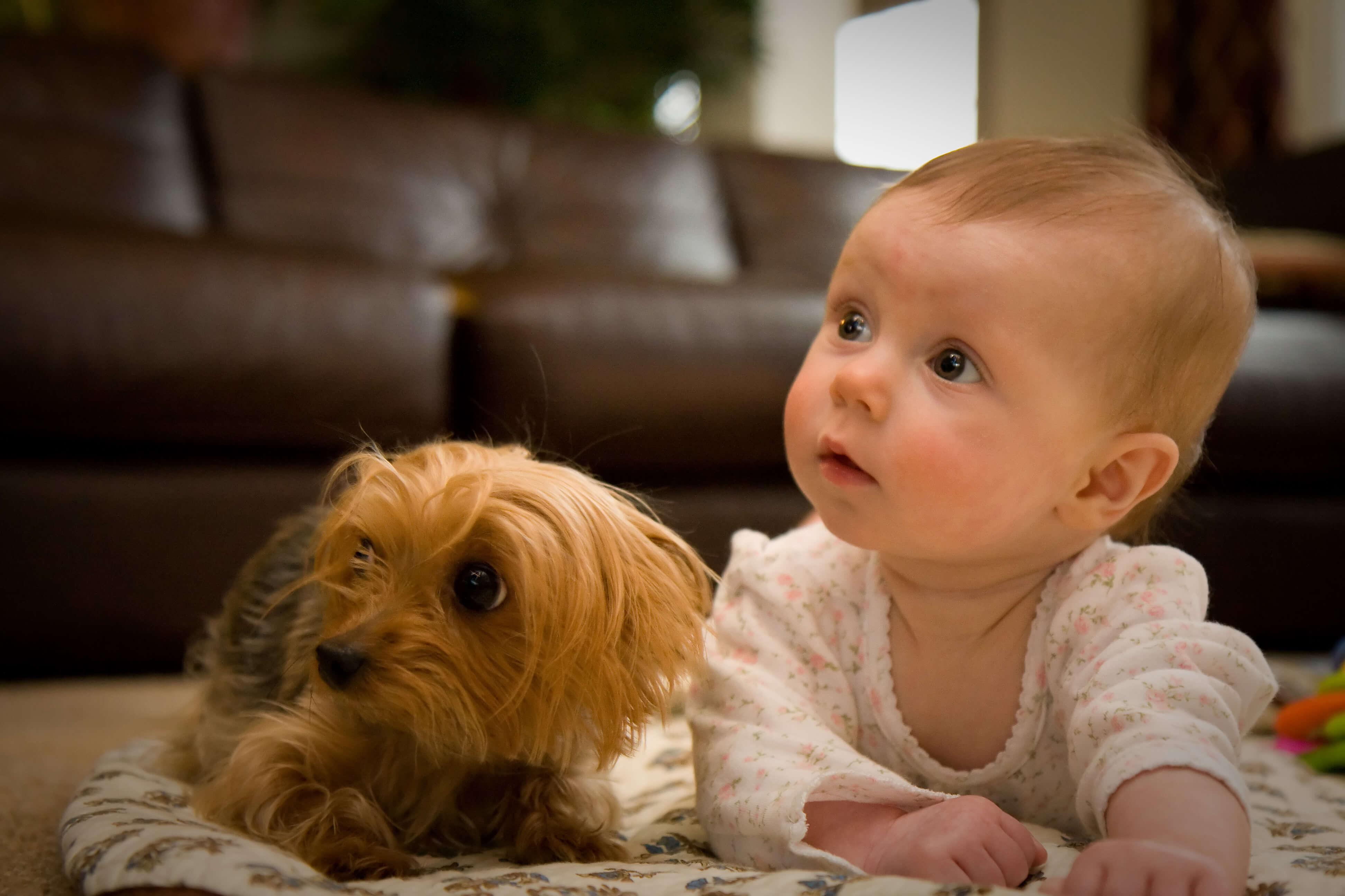 dogs_and_babies.jpg