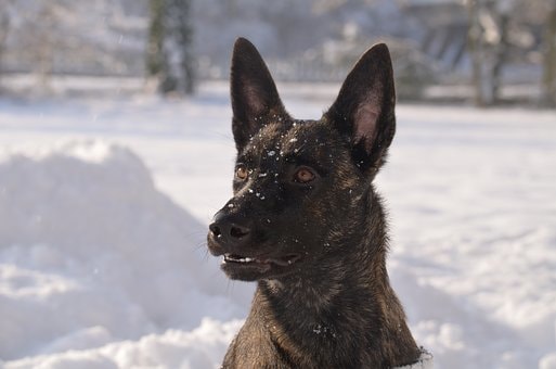 The Dutch Shepherd