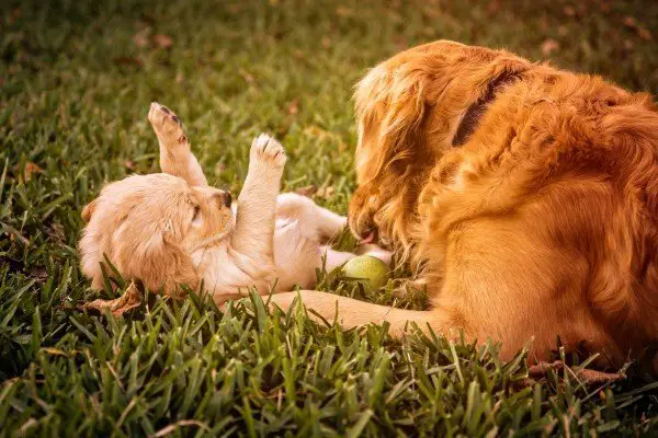 golden_retriever_dog_playing_with_puppy_in_garden.jpg