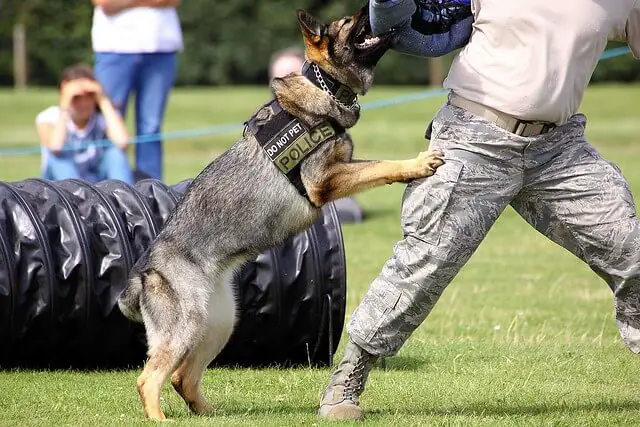 police_dog_training.jpg