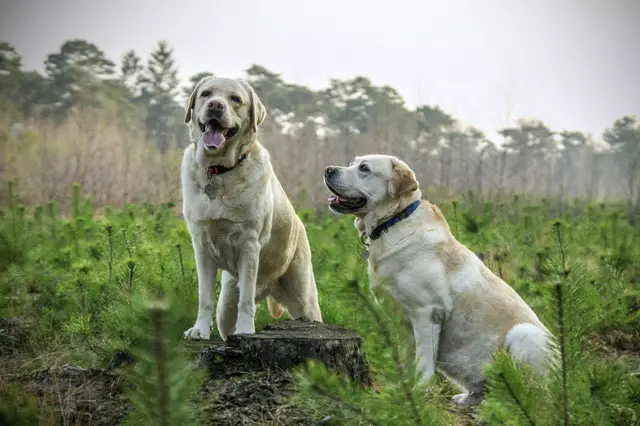 dva žuta labradora