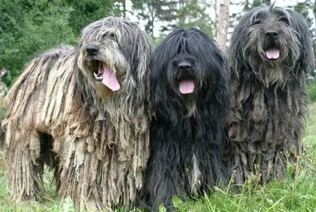 three bergamasco dogs