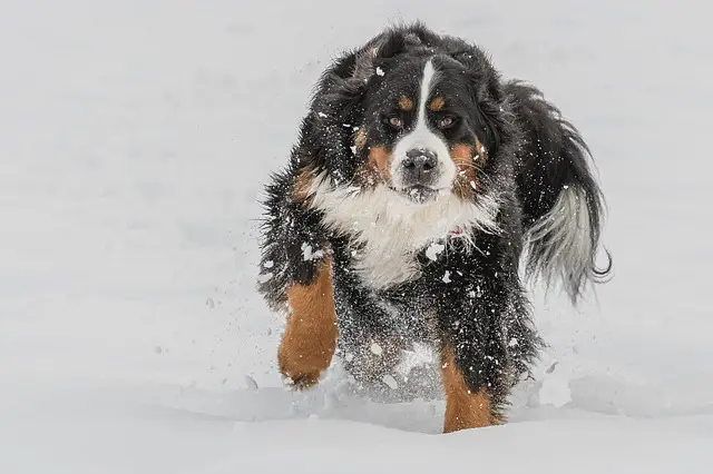 bernese mountain dog on the snow