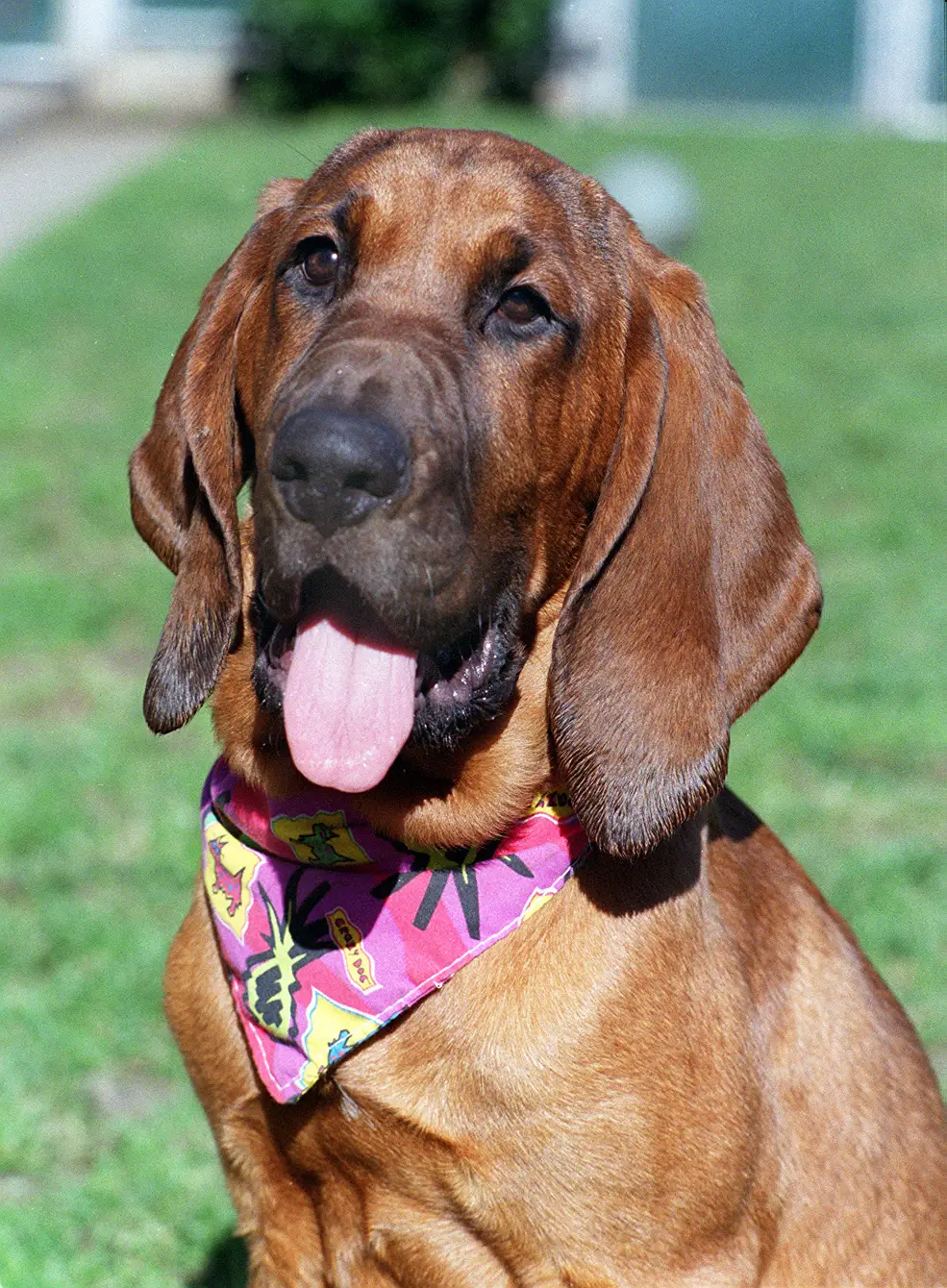 bloodhound chien