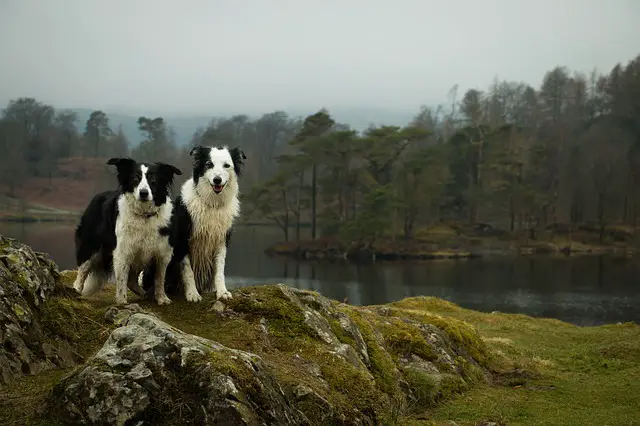 border collie psi na brdu