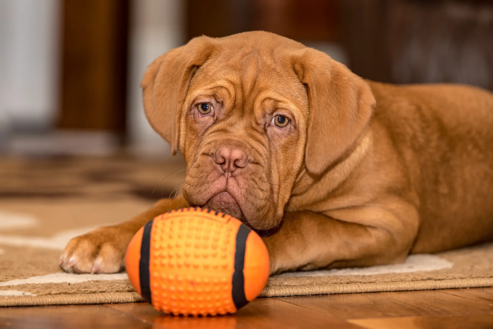 puppy with a ball