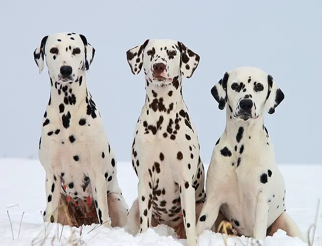 three dalmatian dogs on snow