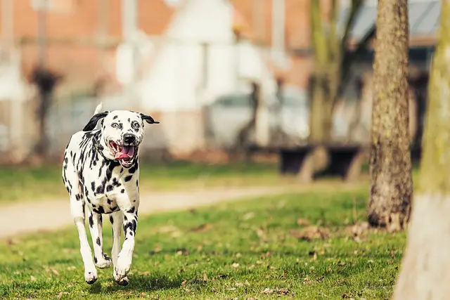 Dalmatian dog running