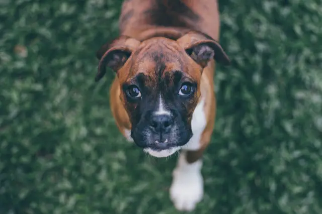 boxer puppy looking