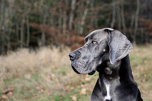 great dane dog looking curious