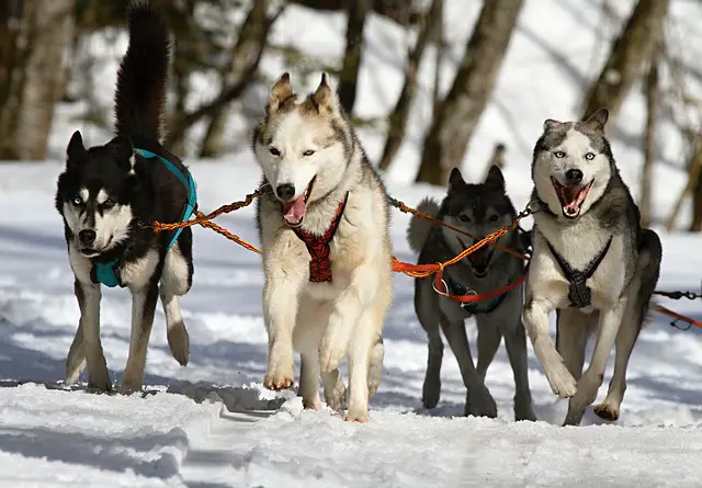 husky sled dogs