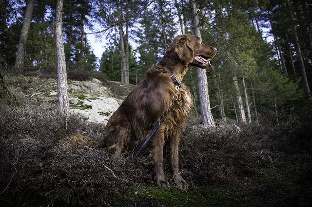 Irish Setter dog in woods