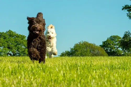 two labradoodle running