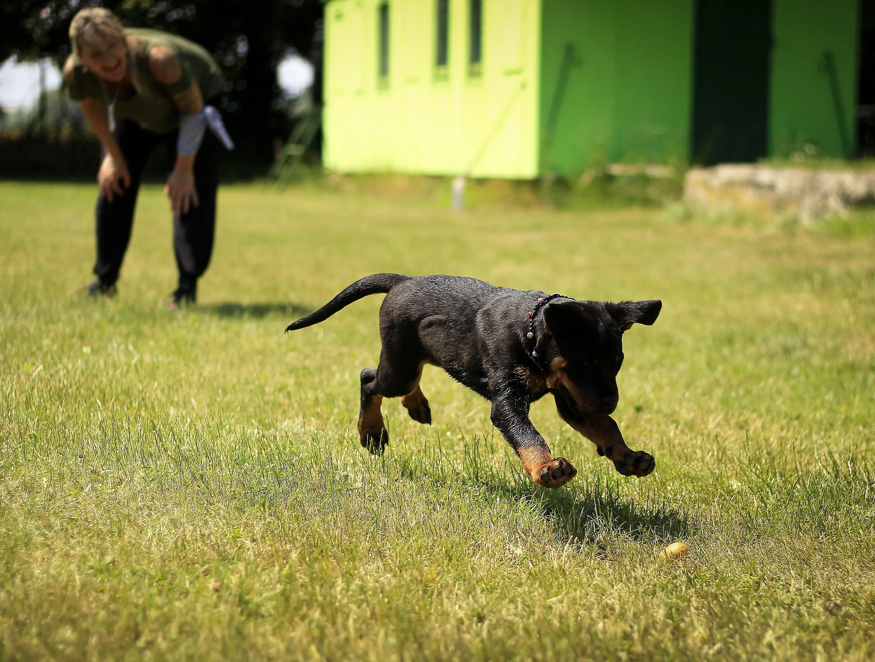 military dog in training