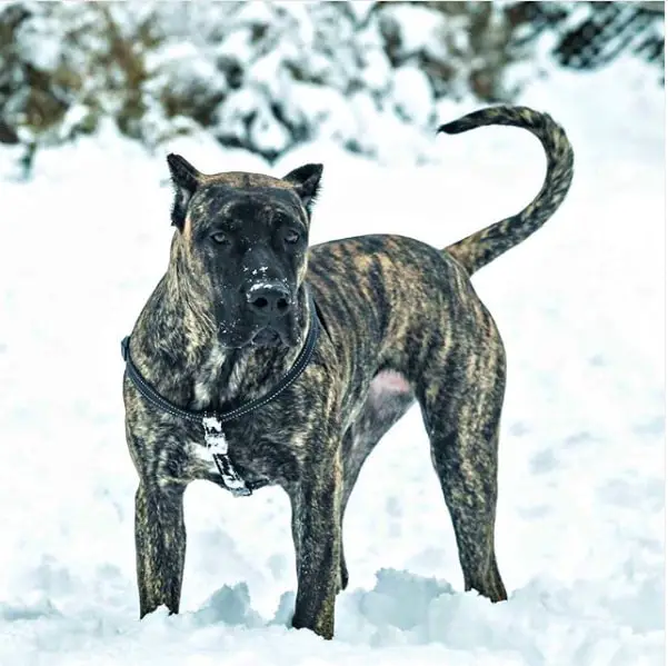 chien presa canario dans la neige