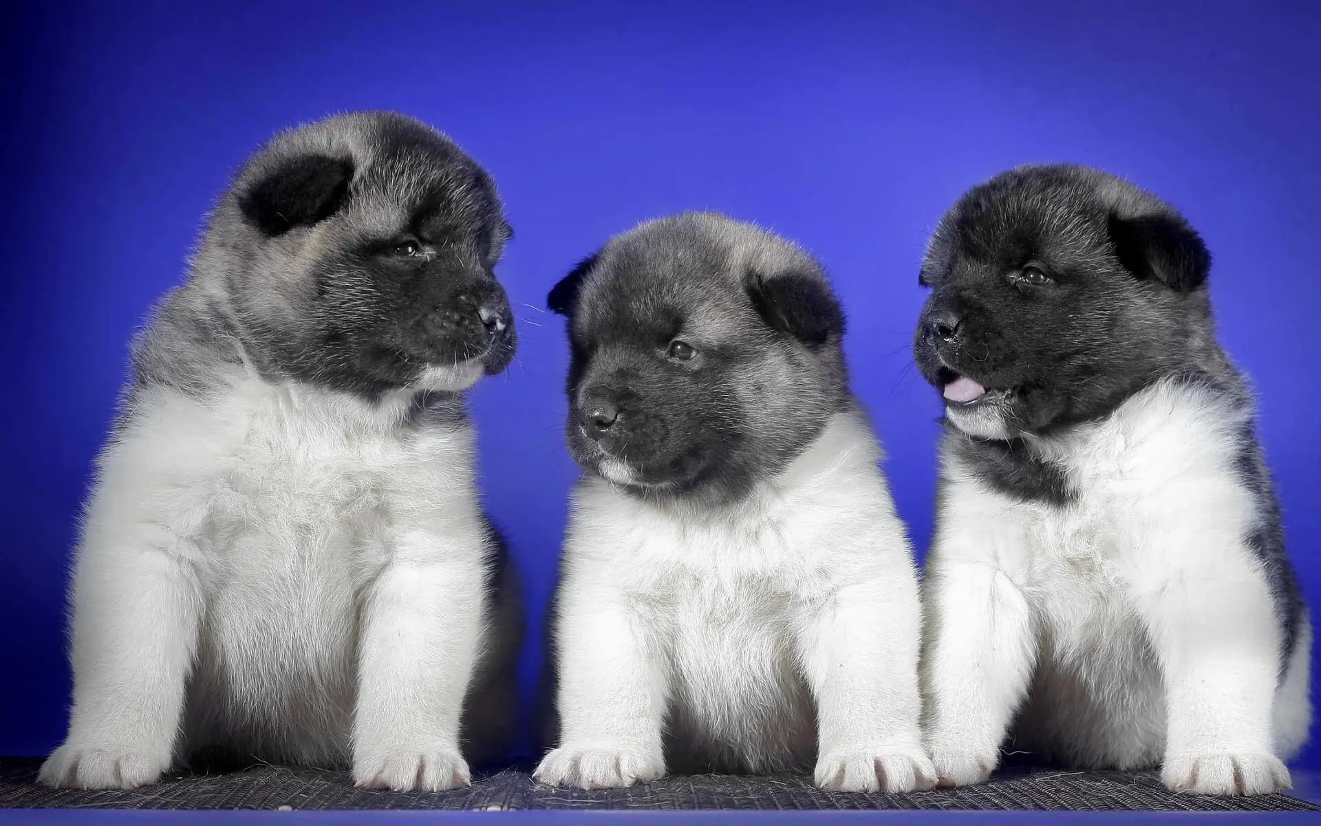 three puppies for sale