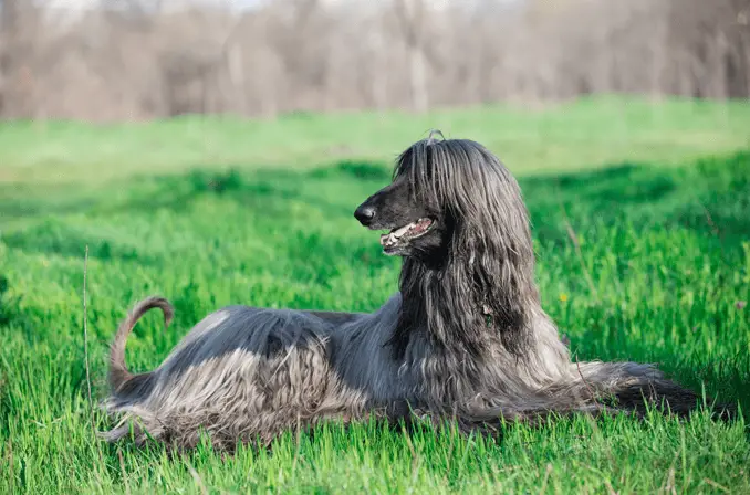 Afghan Hound