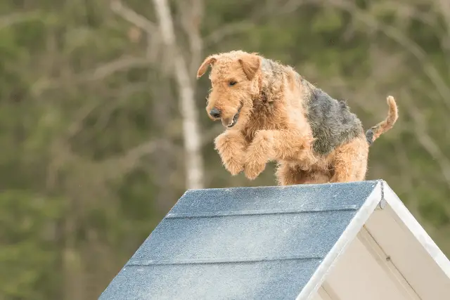 Airedale Terrier