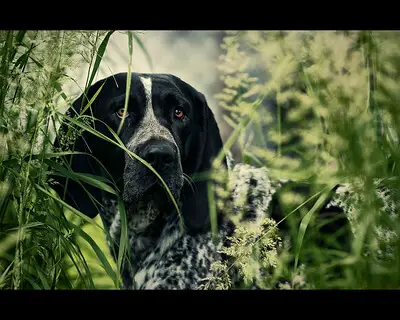 bluetick coonhound looking