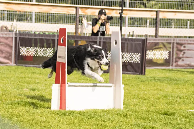 border collie  flyball