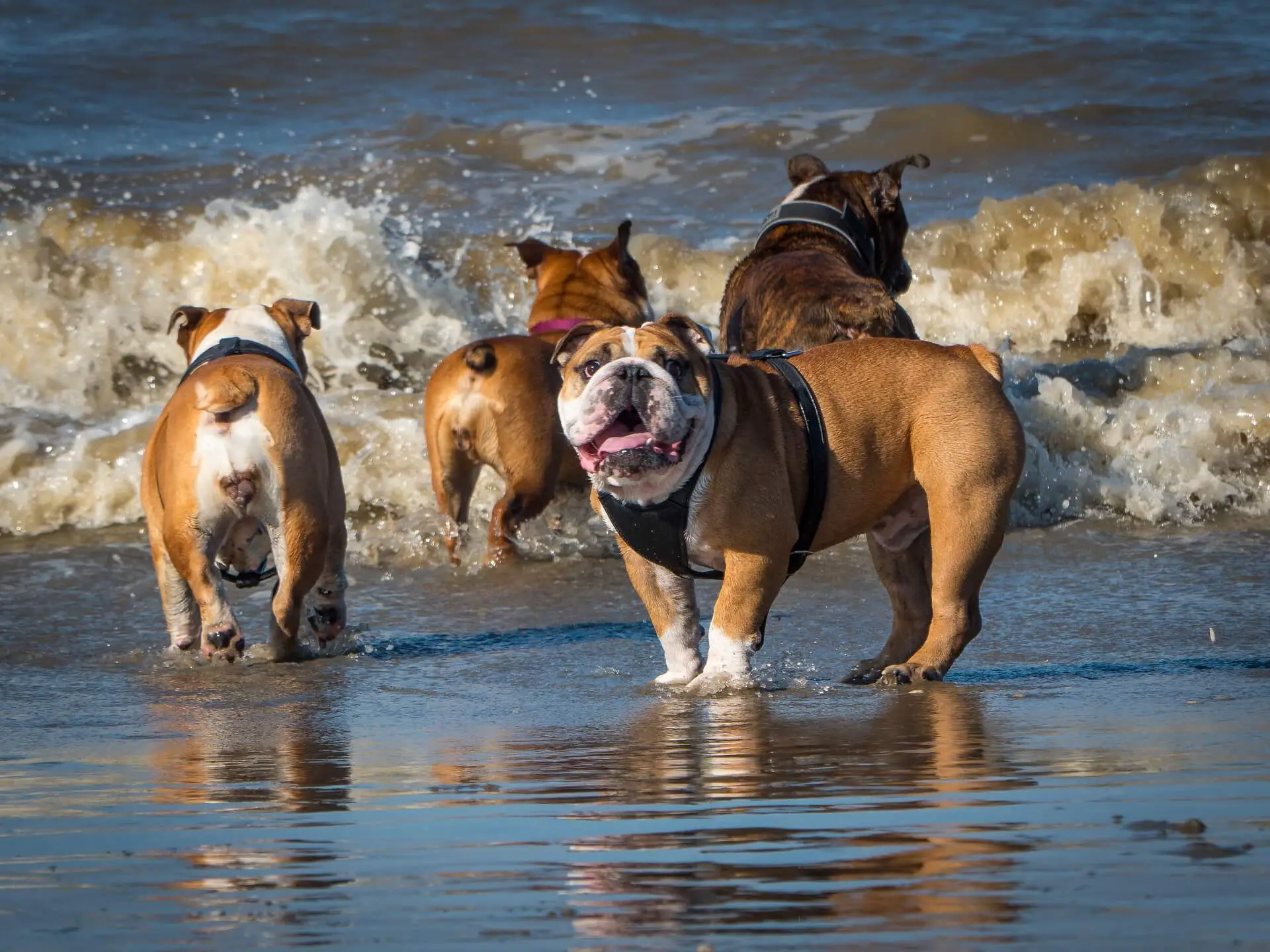bulldogs in water