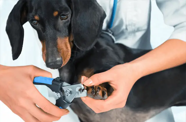 dachshund nail trimming