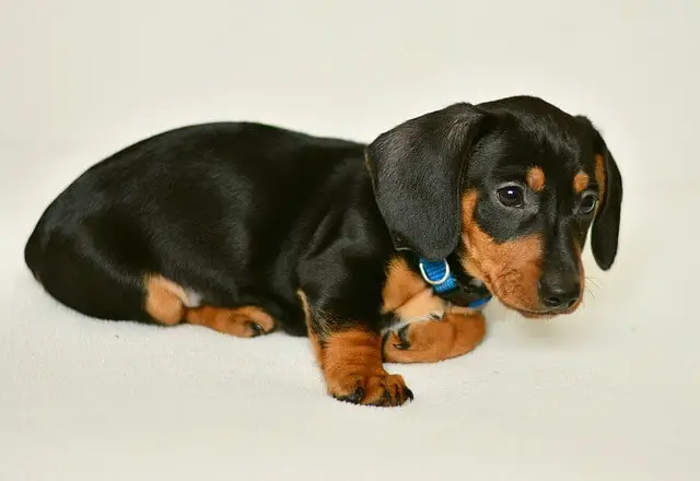 dachshund puppy