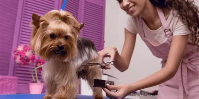 dog grooming