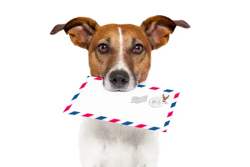 <strong>Получайте лучшие новости о собаках прямо на свой почтовый ящик</strong>