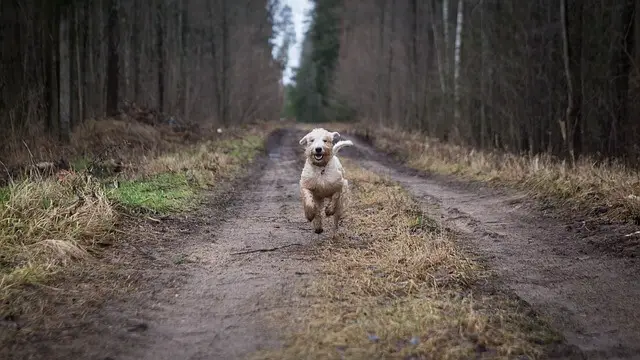 dog running in woods