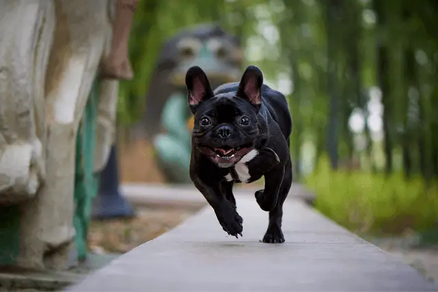 French Bulldog running