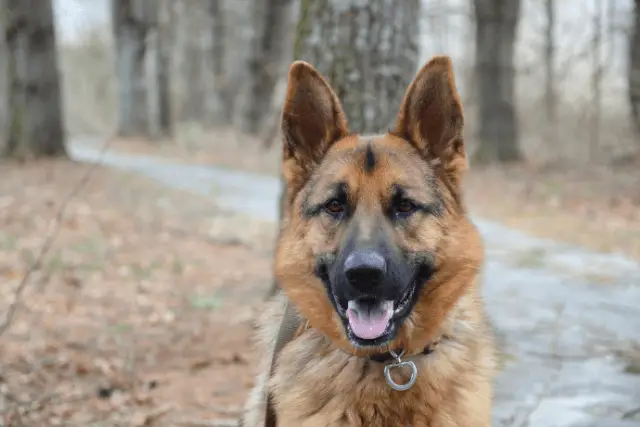 German Shepherd