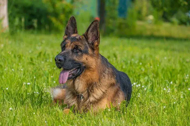 german shepherd