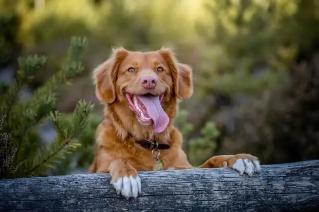happy dog in woods