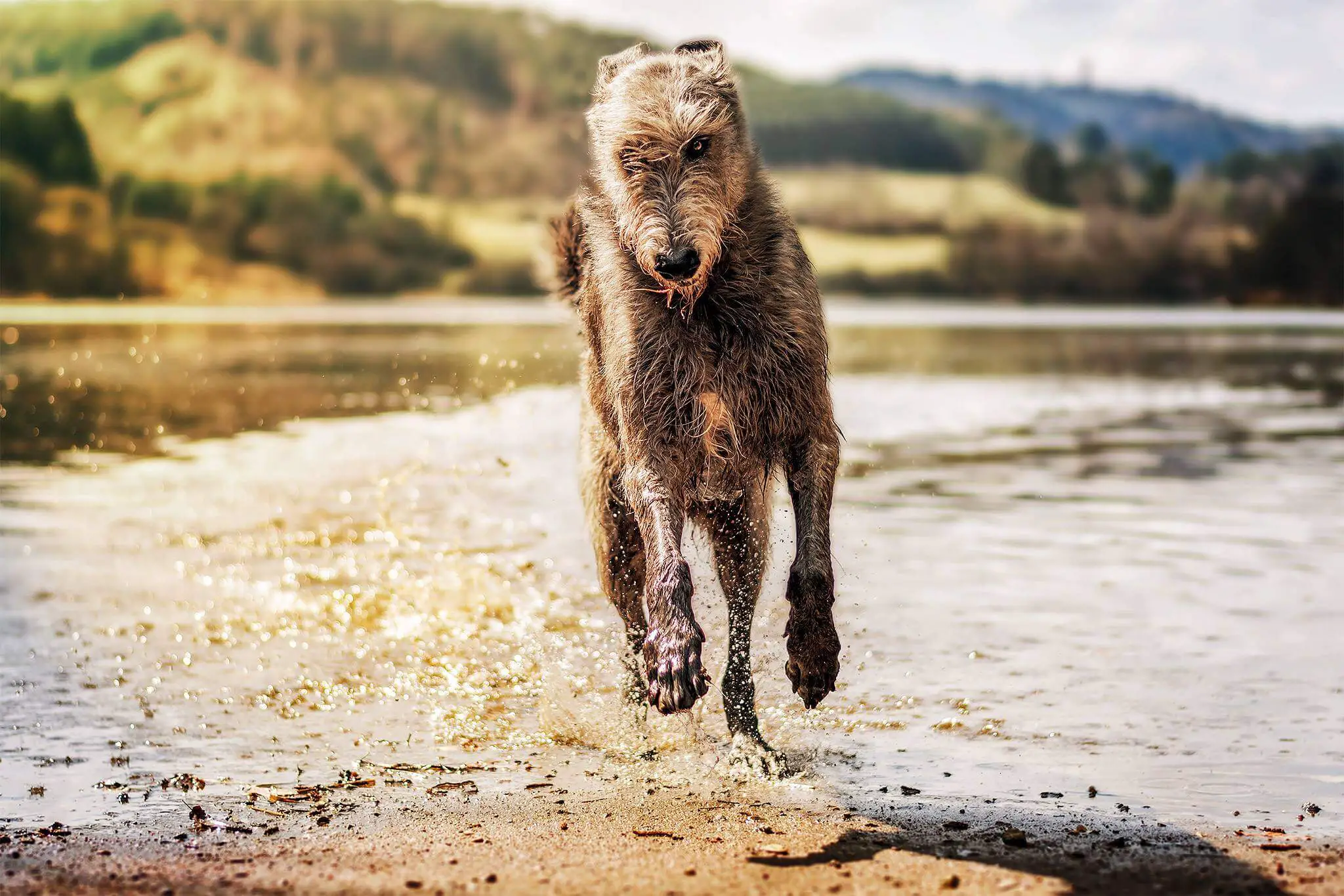 irish wolfhound running