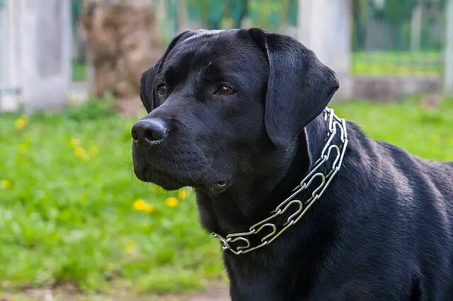 labrador