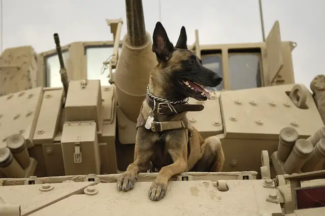 malinois army dog