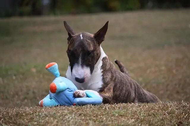 miniature bull terrier with toy
