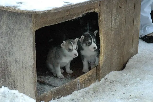 puppies in small place