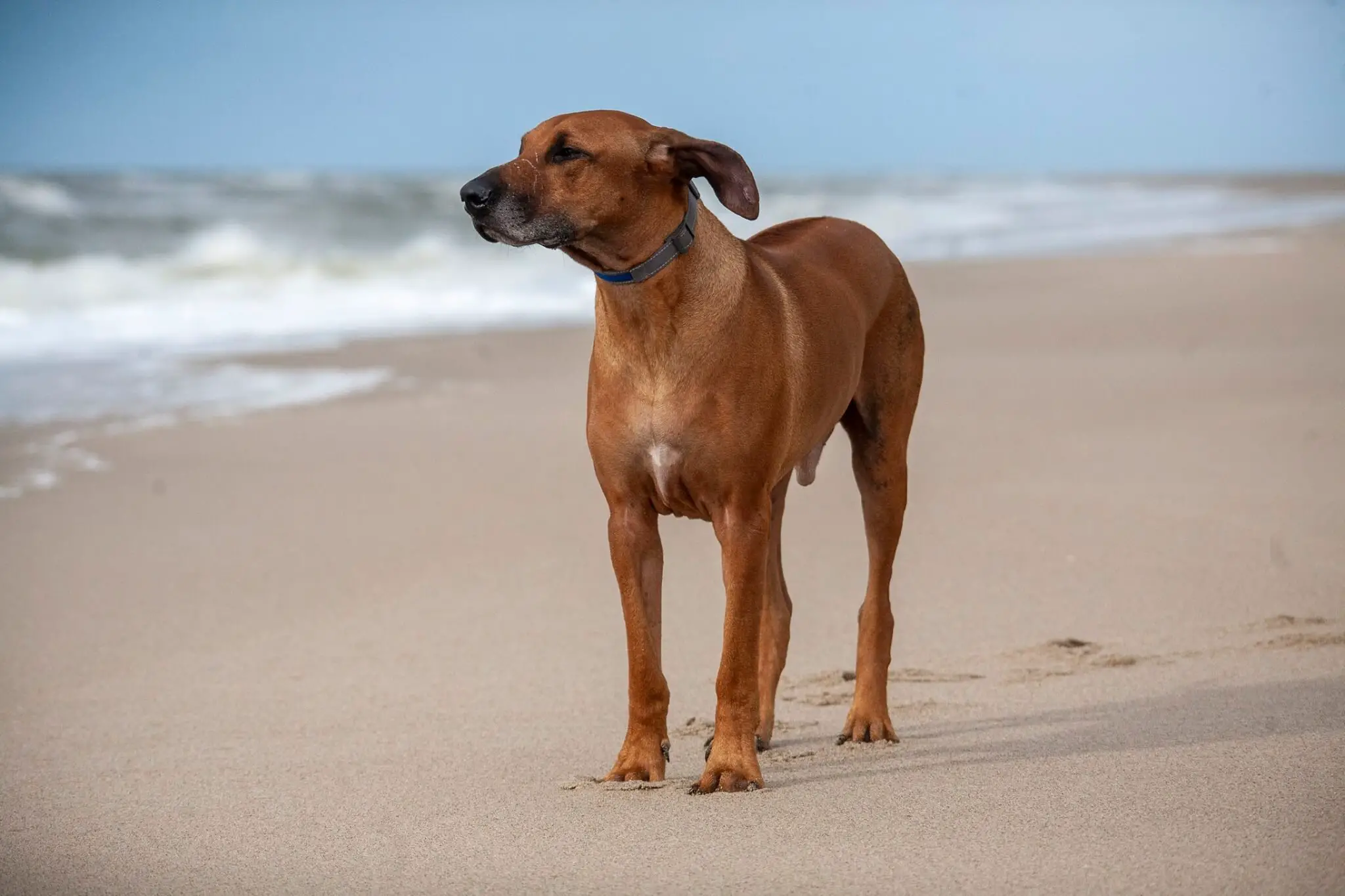 ridgeback puppy on beach