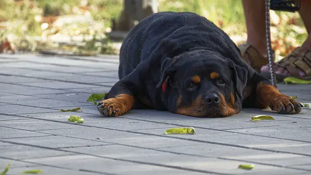 rottweiler laying