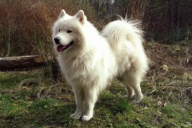 samojed u prirodi
