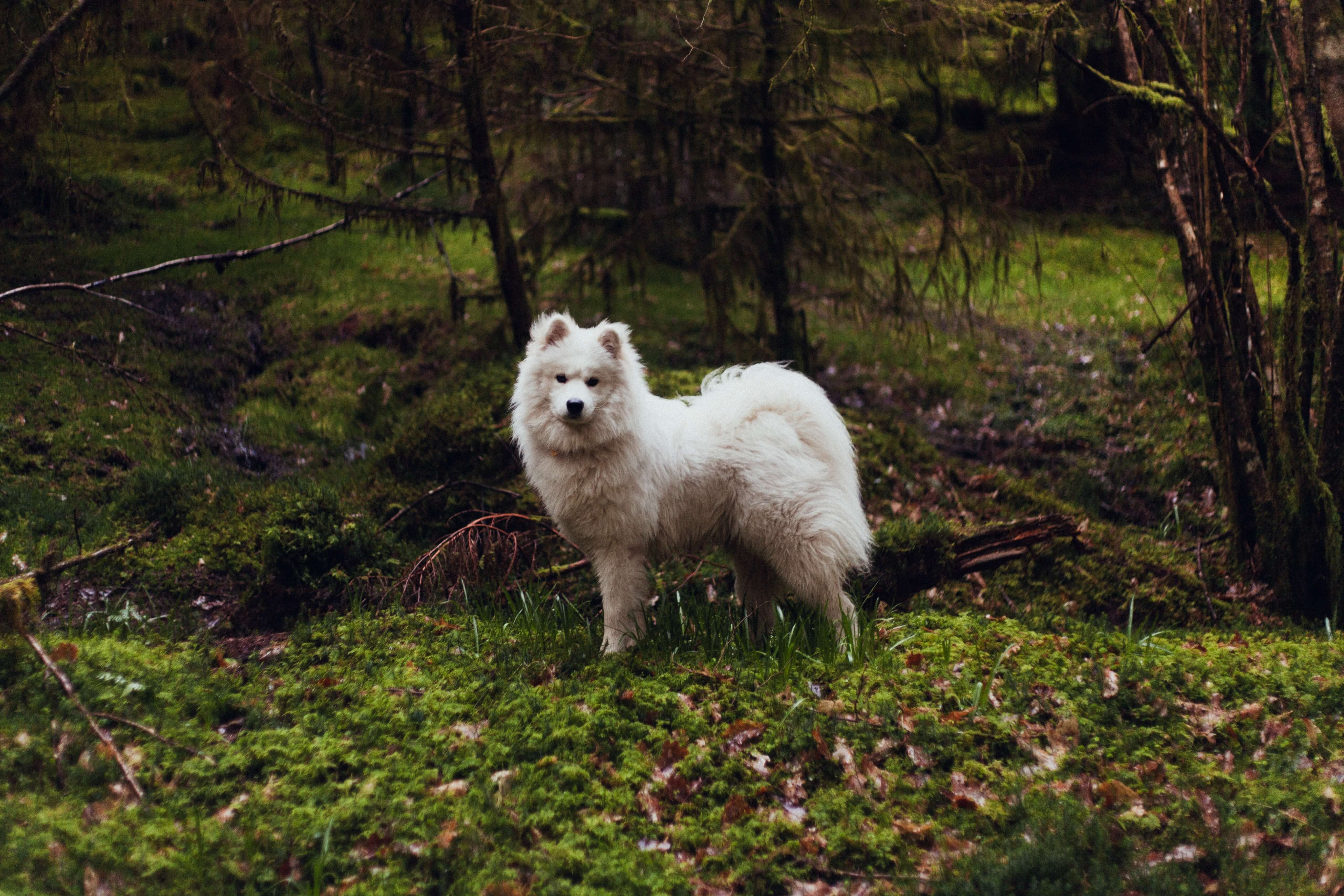samojed u sumi