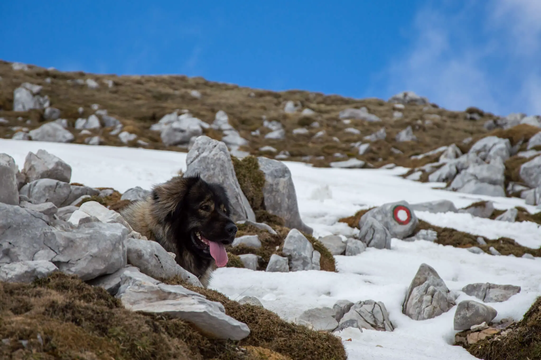sharplaninac dog in mountains