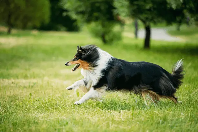 Shetland Sheepdog