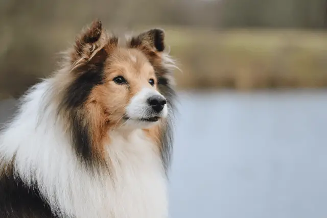 Shetland Sheepdog