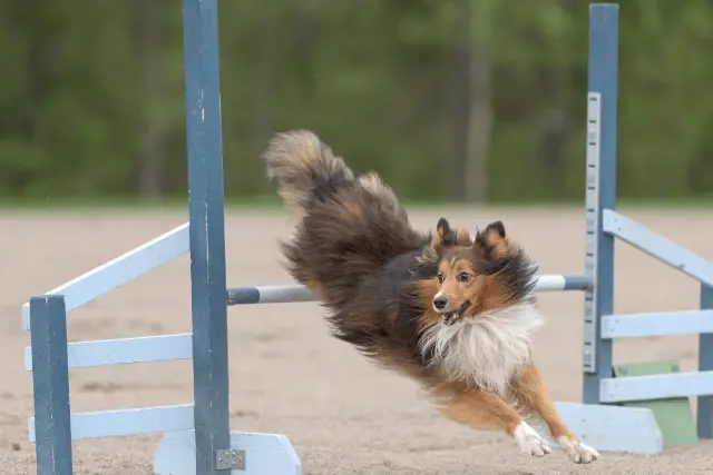 Shetland Sheepdog