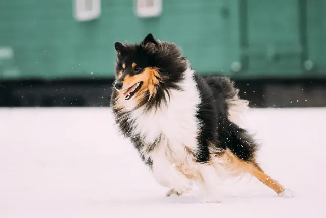 Shetland Sheepdog