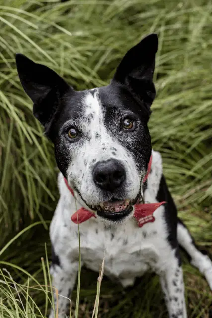 Teddy Roosevelt Terrier